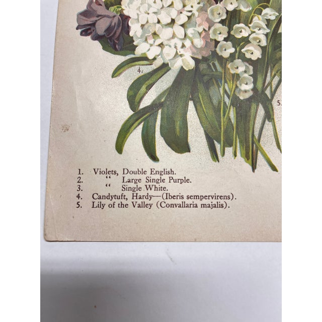 Paper Antique Botanical Phlox Print For Sale - Image 7 of 8