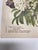 Paper Antique Botanical Phlox Print For Sale - Image 7 of 8