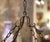 Metal Mid-Century French Gothic Revival Six-Light Iron Chandelier For Sale - Image 7 of 8