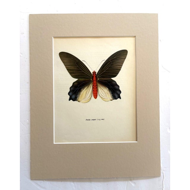 Realism Vintage 1965 Butterfly Print in 11x14 Mat: Paradis Semperi (Felder), EUC For Sale - Image 3 of 3