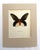Realism Vintage 1965 Butterfly Print in 11x14 Mat: Paradis Semperi (Felder), EUC For Sale - Image 3 of 3