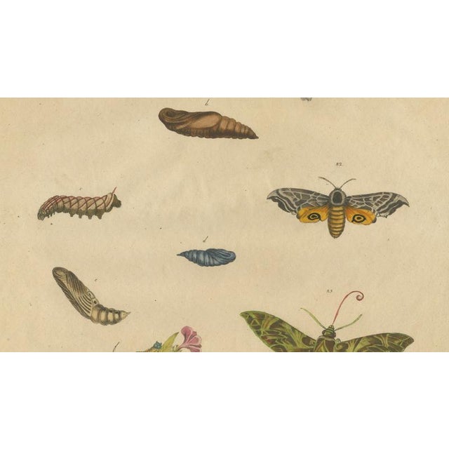 Early 19th Century Brodtmann, Deaths-Head Hawkmoth and Caterpillars, 1816, Lithograph For Sale - Image 5 of 9