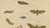 Early 19th Century Brodtmann, Deaths-Head Hawkmoth and Caterpillars, 1816, Lithograph For Sale - Image 5 of 9