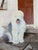 Mid-Century Modern Original Mid Century Oil on Canvas Board Painting of a Sheepdog For Sale - Image 3 of 7