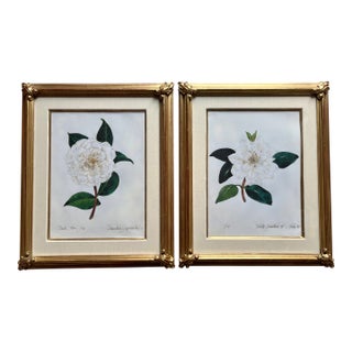 "Camellia Japonica" Botanical Prints-Custom Gold Leaf Frames-Set 2 For Sale