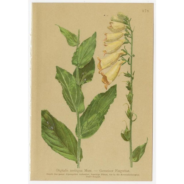 After Anton Hartinger, Alpine Foxglove & Wildflowers Small Seizded Botanical Plates, 1897, Prints, Set of 8 For Sale - Image 3 of 12