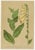 After Anton Hartinger, Alpine Foxglove & Wildflowers Small Seizded Botanical Plates, 1897, Prints, Set of 8 For Sale - Image 3 of 12