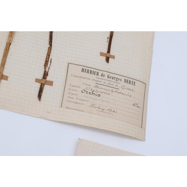 Lot 90 Herbarium Boards Vintage Plant and Flower Decoration by George Bert, France 1940', 1940, Grass For Sale - Image 10 of 18