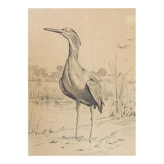 Vintage Heron in Wetlands Pencil Drawing For Sale