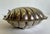1920s English E & J Leek Silver Plate Clamshell Butter Dish With Glass Liner For Sale - Image 4 of 11