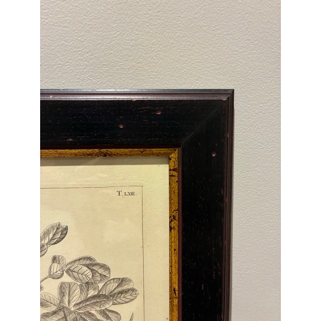 Vintage Cassia Botanical Illustration Print in Black & Gold Wood Frame For Sale - Image 4 of 5