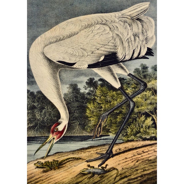 Realism Male Whooping Crane: An Original 19th C. Audubon Hand-Colored Bird Lithograph, 1840-1844 For Sale - Image 3 of 5
