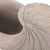 Nautilus Shell For Sale In Chicago - Image 6 of 11
