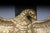 Patriotic Eagle Wall Decoration in Bronze Brass and Gold For Sale - Image 3 of 18