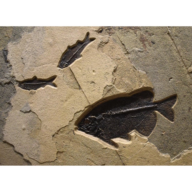 15th Century & Earlier Fossil Fish Mural For Sale - Image 5 of 5