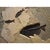 15th Century & Earlier Fossil Fish Mural For Sale - Image 5 of 5