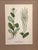 A Suite of Eight English Botanical Engravings, Late 19th Century For Sale - Image 13 of 13