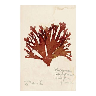 Capistrano Seaweed 32, Small, Unframed Artwork For Sale