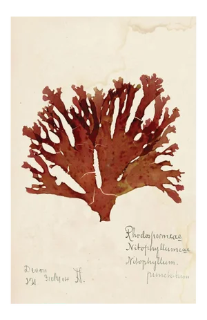 Capistrano Seaweed 32, Small, Unframed Artwork