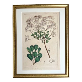 Antique Large Floral Botanical Print Bryonia by Phillip Miller London 1758 For Sale