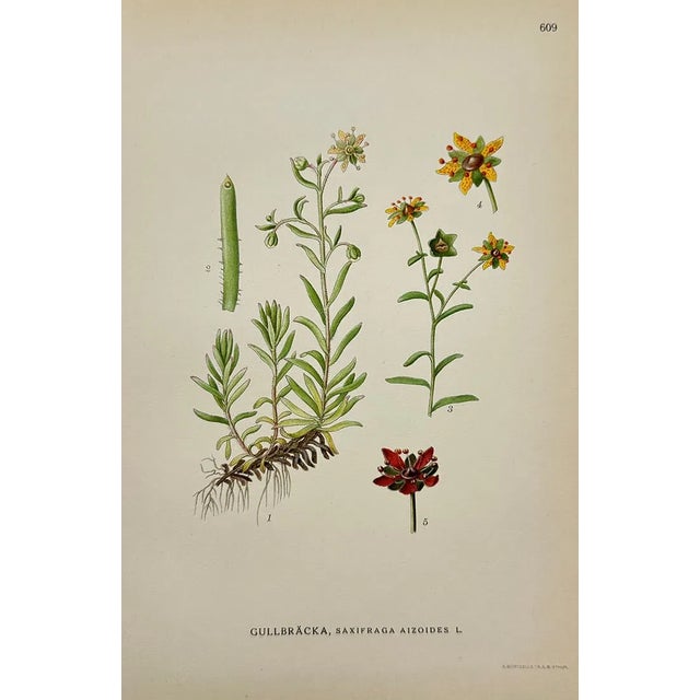 Presenting an exquisite set of eight antique botanical chromolithographs illustrating a range of aquatic, alpine, and...