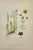 Presenting an exquisite set of eight antique botanical chromolithographs illustrating a range of aquatic, alpine, and...