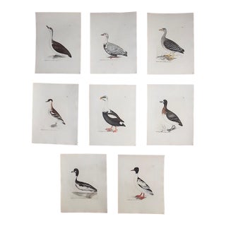 Antique 18th C. Water Bird Hand Colored Engravings c.1792 - Set of 8 For Sale