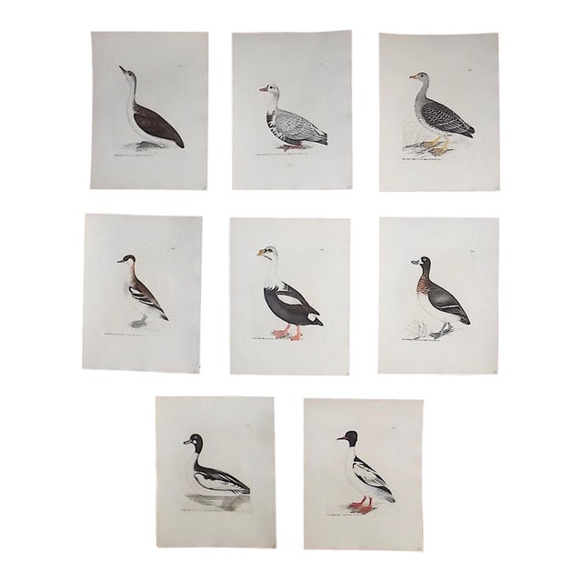 Antique 18th C. Water Bird Hand Colored Engravings c.1792 - Set of 8 For Sale