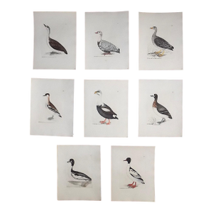 Antique 18th C. Water Bird Hand Colored Engravings c.1792 - Set of 8