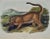 This is an original John James Audubon hand-colored royal octavo lithograph entitled "The Cougar, Male", No. 20, Plate...