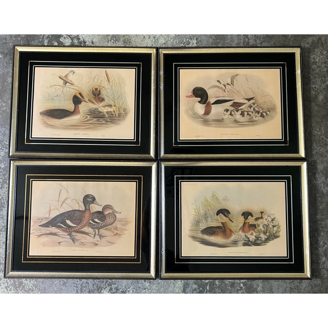 Hand-colored lithographs from The Birds of Great Britain Sold as a set of 4. John Gould (English, 1804-1881). London: For...