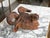 19th Century Italian 19th Century Patinated Iron Ram's Head Sculpture with Rusty Finish For Sale - Image 5 of 9