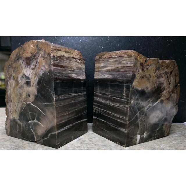XL Petrified Wood Bookends 6.5”h 5”w 4"d Natural Top Fossil Art Decor 19+ Lbs! For Sale - Image 4 of 11