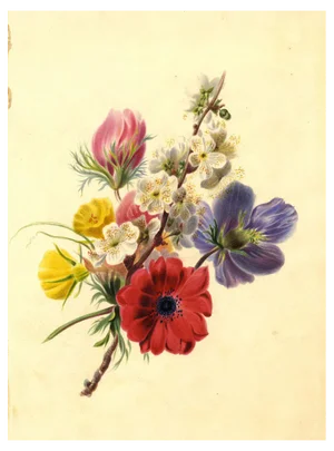 Hawthorn Blossom with Anemone Flower Posy, Mid-19th Century, Watercolour