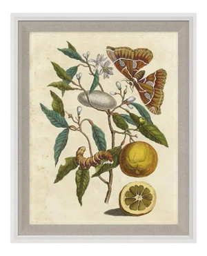 Merian Butterfly 4, Framed Artwork