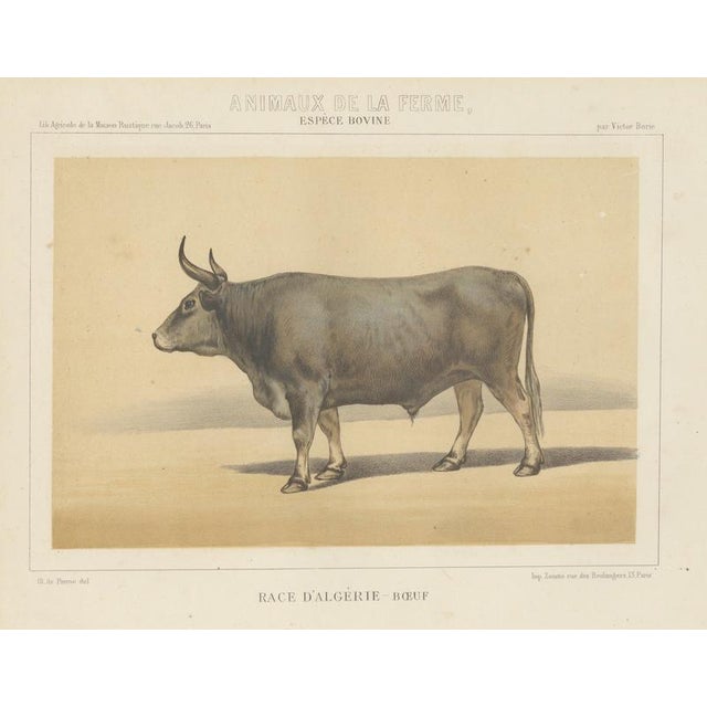 Olivier De Penne, Algerian Ox, North African Cattle, 1863, Chromolithograph For Sale - Image 9 of 9
