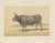 Olivier De Penne, Algerian Ox, North African Cattle, 1863, Chromolithograph For Sale - Image 9 of 9