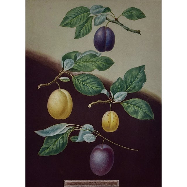 George Brookshaw's (1751-1823) beautiful "Plums" hand colored aquatint engraving from his "Pomona Brittanica", considered...