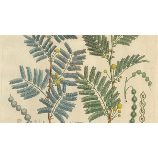 Acacia Arabica and Acacia Vera, 1800s, Paper For Sale - Image 4 of 10
