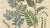 Acacia Arabica and Acacia Vera, 1800s, Paper For Sale - Image 4 of 10