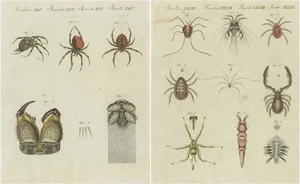 Bertuch, Various Insects Including Spiders and Mites, Prints, Set of 2