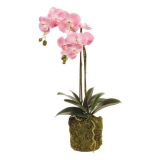 Phalaenopsis Orchid Drop-In 23" For Sale