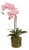 Phalaenopsis Orchid Drop-In 23" For Sale