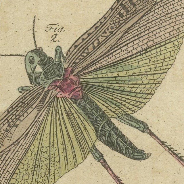 Bertuch, Hercules Beetle and Lantern Fly, 1805, Print For Sale - Image 4 of 12