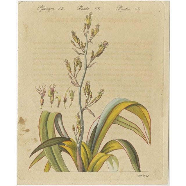 Bertuch, New Zealand Flax with Flower Details, 1815, Print For Sale - Image 3 of 12