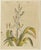 Bertuch, New Zealand Flax with Flower Details, 1815, Print For Sale - Image 3 of 12