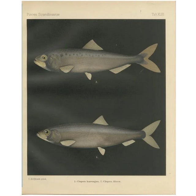 C. Erdmann, Scandinavian Herring and Shad, 1895, Lithograph on Paper For Sale - Image 10 of 10