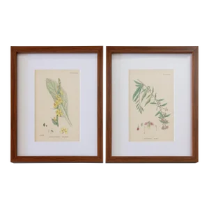 19th C. Sowerby's English Botany - Custom Framed Botanical Engravings - Set of Two