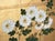 Goldenrod "Chrysanthemums and Quail" by Setsuga, 1980s Japanese Byobu Screen For Sale - Image 8 of 18