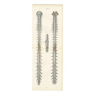 Hirschfeld and Leveille, Spinal Nerve Roots Along the Whole Cord, Hirschfeld Double Folding Plate, 1866, Paper For Sale